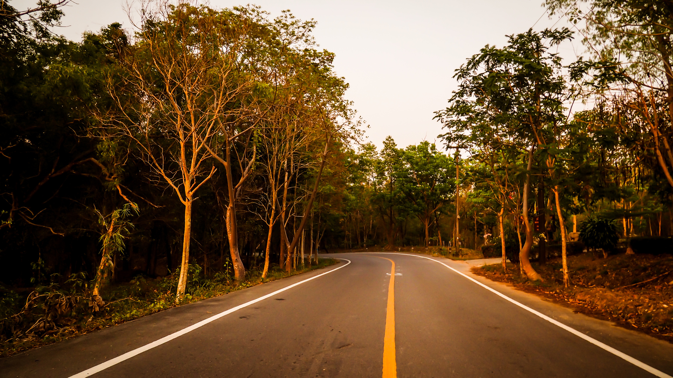Road in the Middle of a Forest